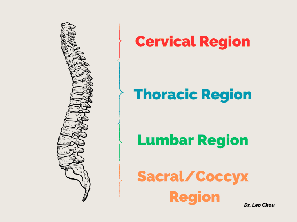 Spinal Region explaines with cervical thoracic lumbar and sacral coccyx region